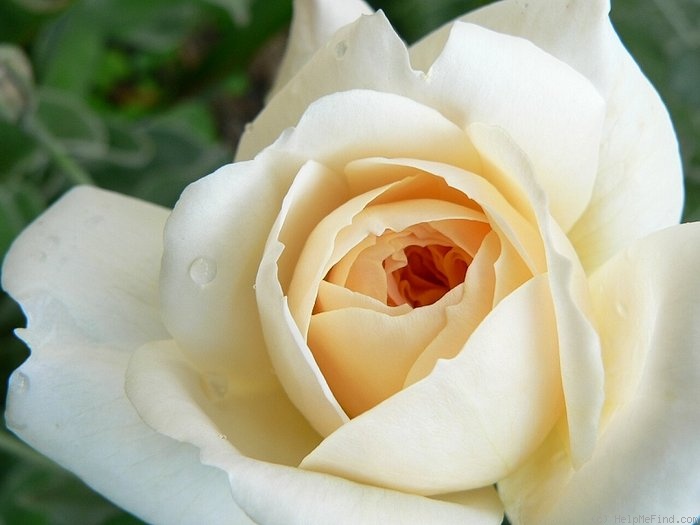 'Crocus Rose' rose photo