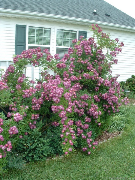'Veilchenblau (Rambler, Schmidt 1909)' rose, click to enlarge 'Veilchenblau (Rambler, Schmidt 1909)' rose photo