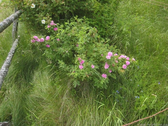 'R. majalis foecundissima' rose photo