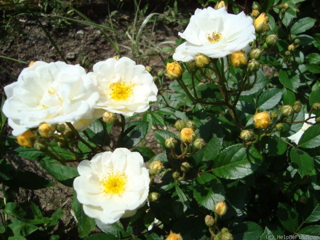 'Schneekönigin ® (shrub, Evers/Tantau, 1992)' rose photo