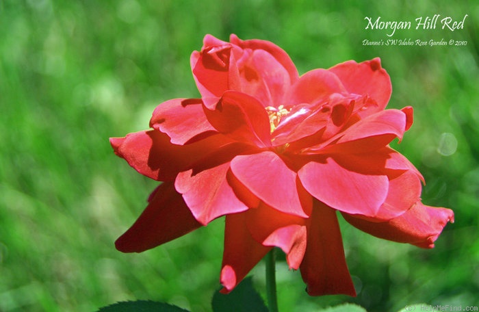 'Morgan Hill Red' rose photo
