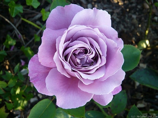 'The Scotsman™ (hybrid tea, Olesen, 2000)' rose photo