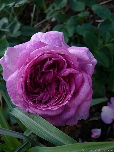 'Perfume Flower Circus ®' rose photo
