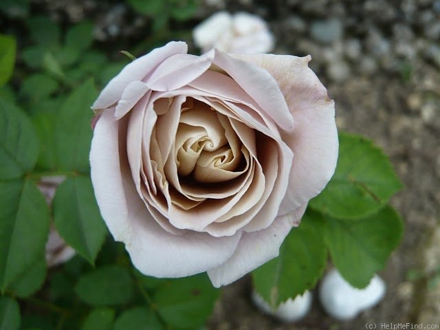 'Aschermittwoch (Large Flowered Climber, Kordes, 1955)' rose photo