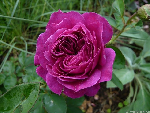 'Heidi Klum Rose ®' rose photo