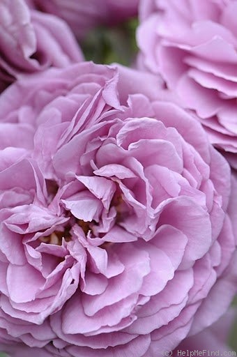 'Magenta (floribunda, Kordes 1954)' rose photo