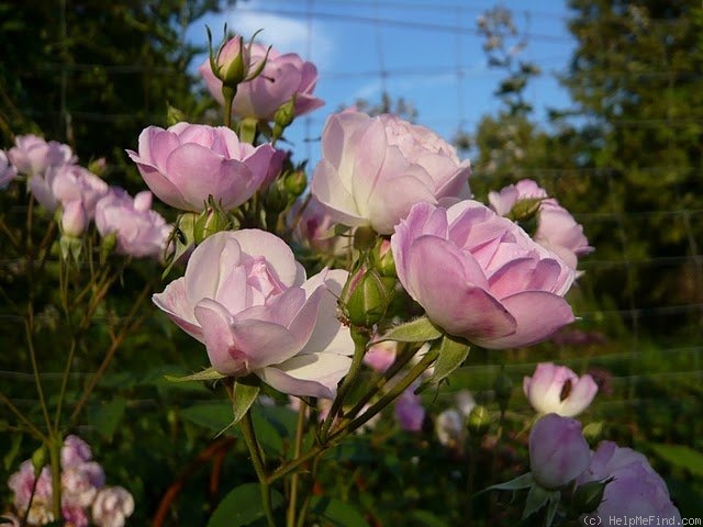 'Mozart's Lady' rose, click to enlarge 'Mozart's Lady' rose photo