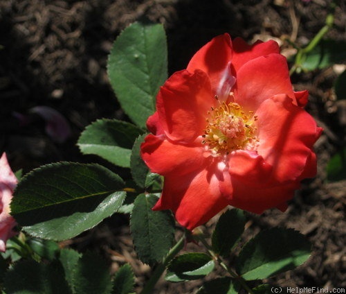 'Orange Garnet' rose photo