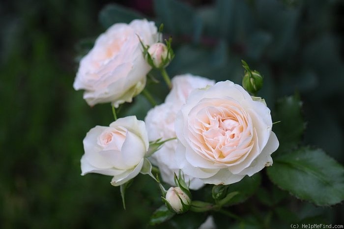 'Pastella ® (floribunda, Evers/Tantau, 1998)' rose photo