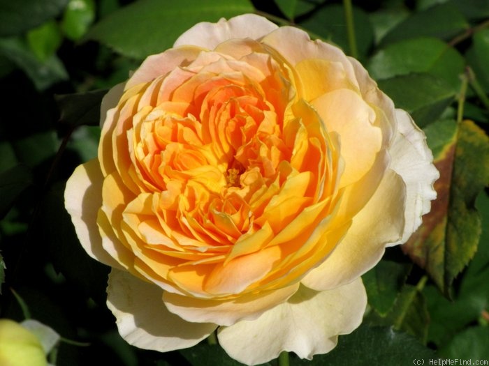 'Molineux' rose photo