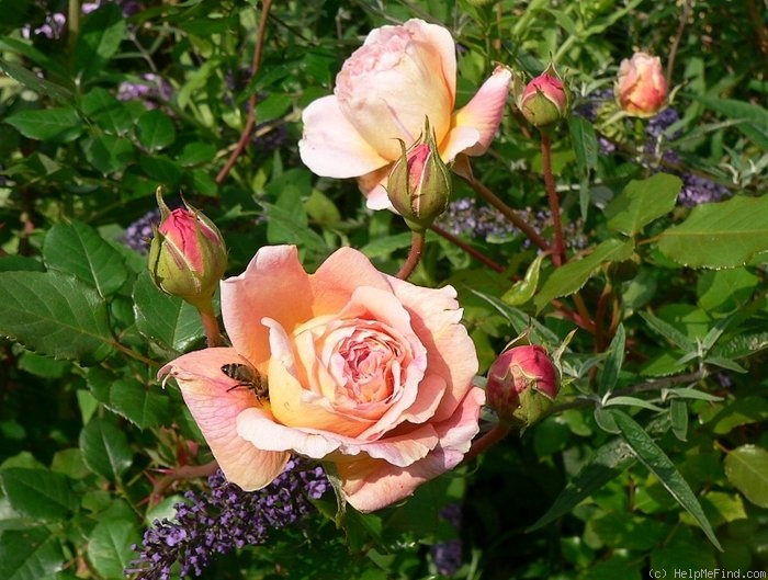 'Abraham Darby' rose photo