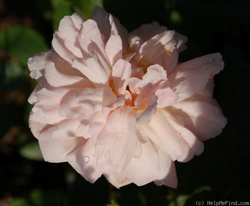 'Arethusa (china, Paul, 1903)' rose, click to enlarge 'Arethusa (china, Paul, 1903)' rose photo