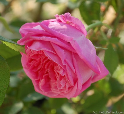 'Aurelia Liffa (rambler, Geschwind, 1885)' rose photo