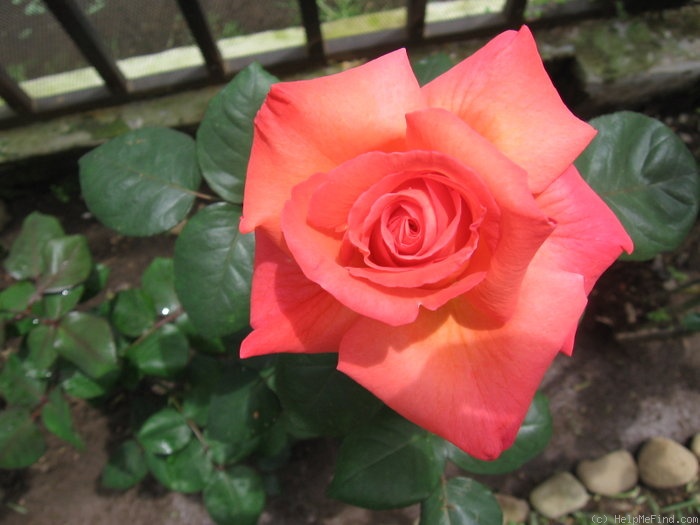 'Cristobal Colon' rose photo