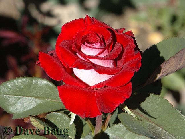 'Latin Lady' rose photo