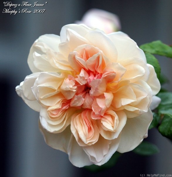 'Jaune Desprez' rose photo