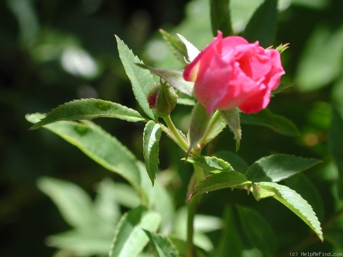 'Magic Wand' rose photo