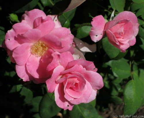 'Betty Prior, Cl. ™' rose photo