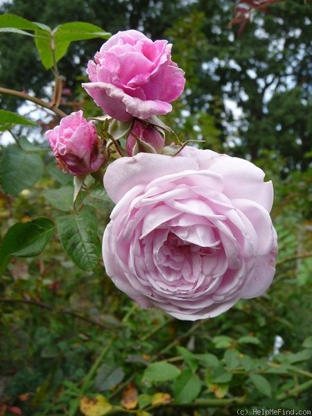 'Schlick-tc' rose photo