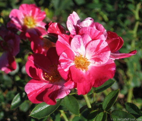 'Nashville ™' rose photo
