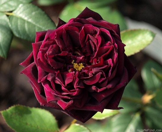 'The Prince ®' rose, click to enlarge 'The Prince ®' rose photo