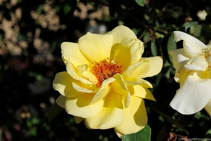 'Isobel Harkness' rose photo