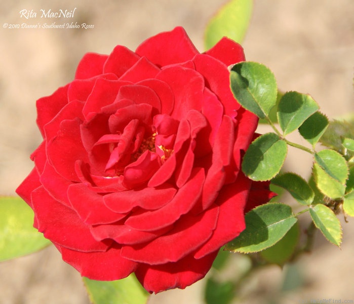 'Rita McNeil' rose photo