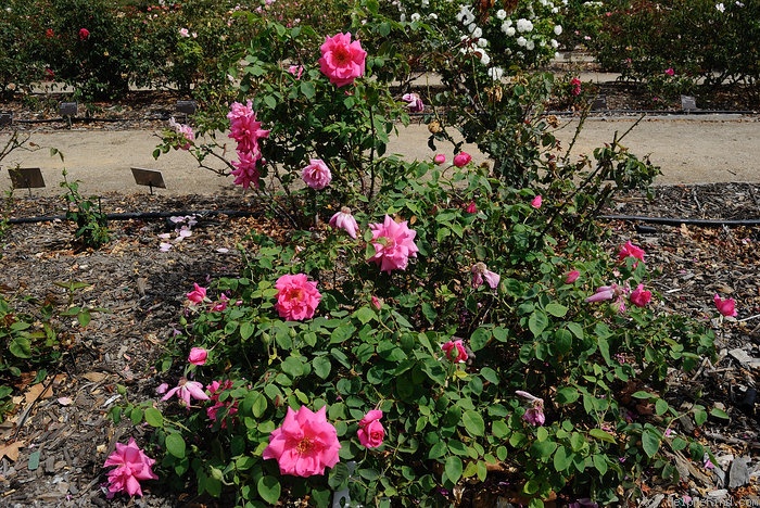 'Zara Hore-Ruthven' rose photo