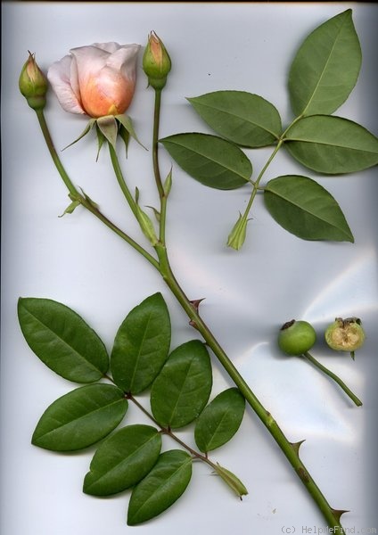 'Anna Olivier (tea, Ducher 1872)' rose photo