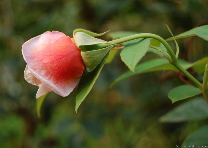 'Anna Olivier (tea, Ducher, 1872)' rose photo