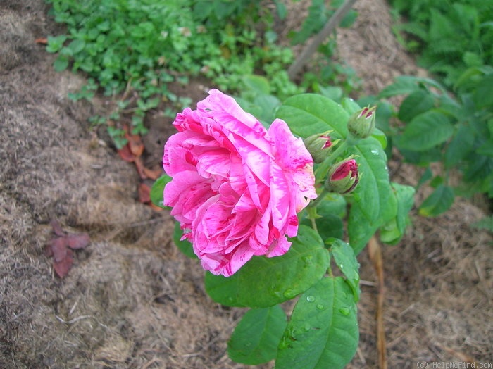'ČSR' rose photo