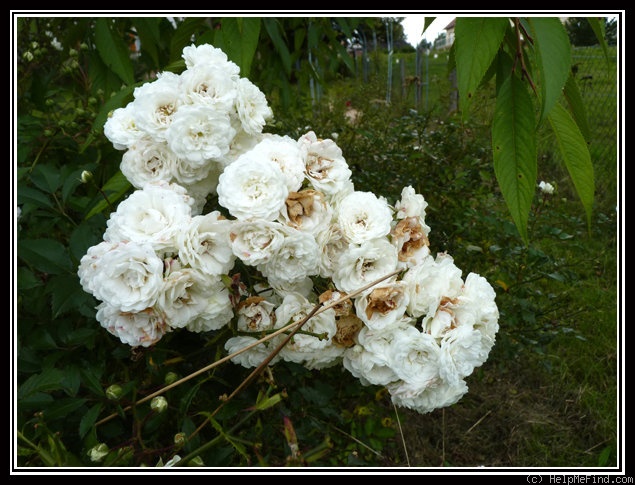 'Alba Meillandécor' rose photo