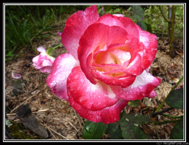 'Double Delight ®' rose photo