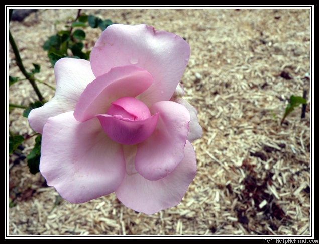 'SAUban' rose photo