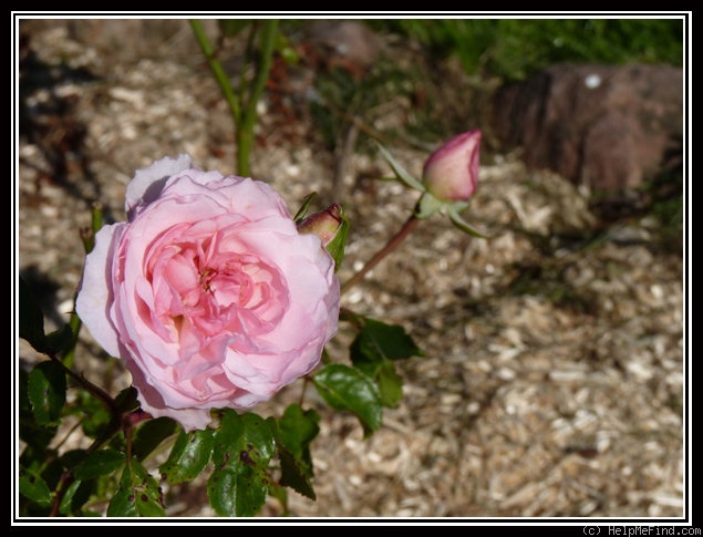 'SAUban' rose photo