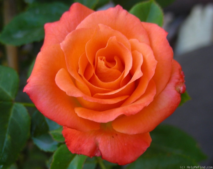 'Orange Juice' rose photo