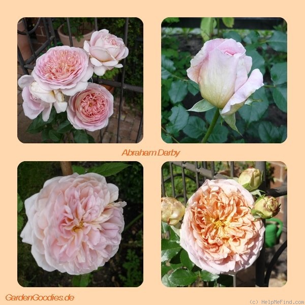 'Abraham Darby' rose photo