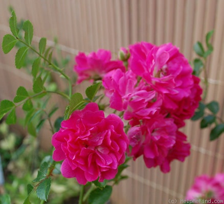 'Babette (rambler, Walsh, 1904)' rose photo