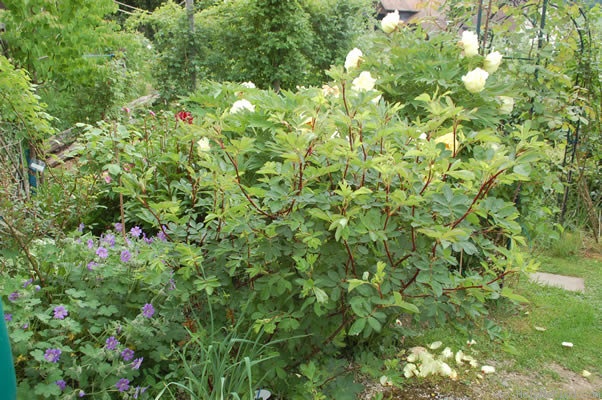 'Basye's Purple Rose' rose photo