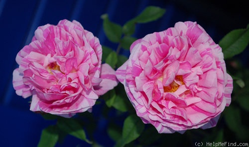 'Belle des Jardins (syn. 'Centifolia Variegata')' rose photo