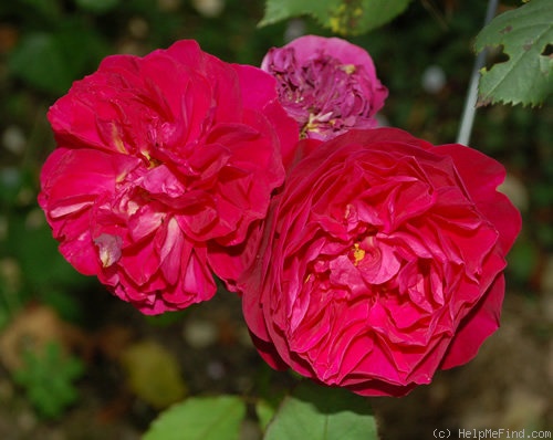 'Bicentenaire de Guillot ®' rose photo