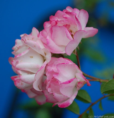 'Blushing Lucy' rose photo