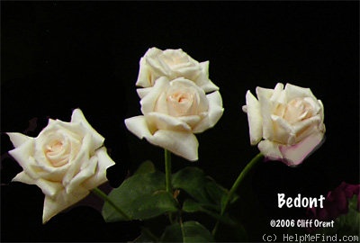 'Bedont ™' rose photo