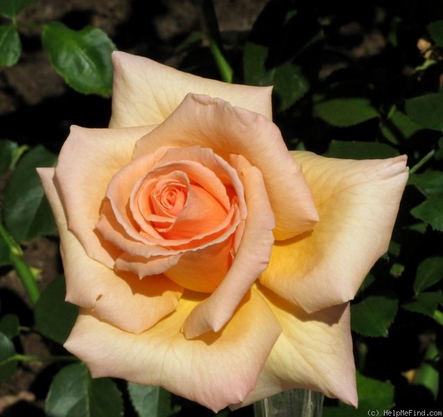 'Over the Moon ®' rose photo
