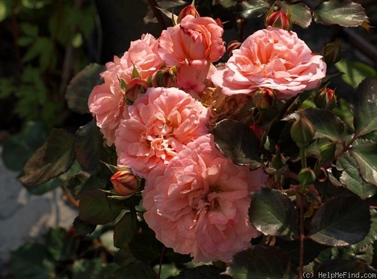 'Sissel Renaissance' rose photo