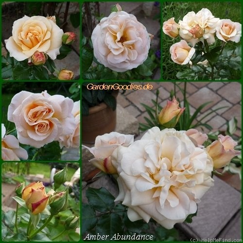 'Amber Abundance (Floribunda, Harkness, 2000)' rose photo