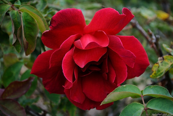 'Avoca' rose photo