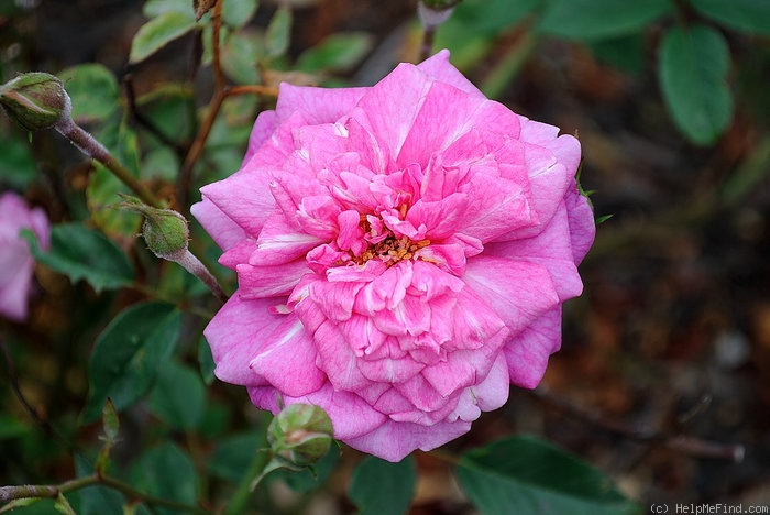 'Bébé Fleuri' rose photo
