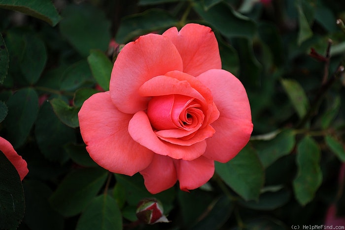 'City of Leeds' rose photo