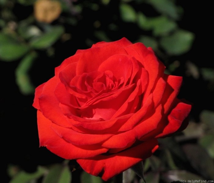 'Painted Desert' rose photo
